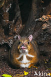 Lesser mouse-deer (Tragulus kanchil)