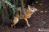 Lesser mouse-deer (Tragulus kanchil)