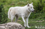 Arctic wolf (Canis lupus arctos)