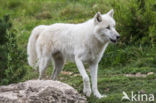 Poolwolf (Canis lupus arctos)