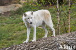 Arctic wolf (Canis lupus arctos)