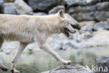 Arctic wolf (Canis lupus arctos)