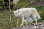 Arctic wolf (Canis lupus arctos)