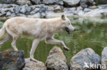 Arctic wolf (Canis lupus arctos)