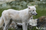 Arctic wolf (Canis lupus arctos)