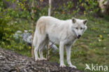 Arctic wolf (Canis lupus arctos)