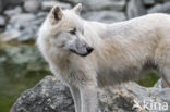 Arctic wolf (Canis lupus arctos)