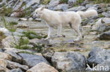 Arctic wolf (Canis lupus arctos)