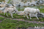 Arctic wolf (Canis lupus arctos)