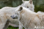 Arctic wolf (Canis lupus arctos)