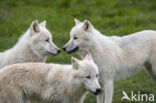 Arctic wolf (Canis lupus arctos)