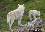 Arctic wolf (Canis lupus arctos)