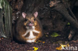 Lesser mouse-deer (Tragulus kanchil)