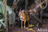 Lesser mouse-deer (Tragulus kanchil)