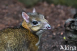 Lesser mouse-deer (Tragulus kanchil)