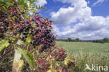 Gewone vlier (Sambucus nigra)