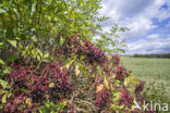 Gewone vlier (Sambucus nigra)