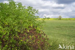 Elder (Sambucus nigra)