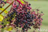 Gewone vlier (Sambucus nigra)