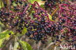 Elder (Sambucus nigra)