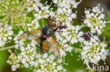 Woeste Sluipvlieg (Tachina fera)