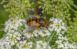 Woeste Sluipvlieg (Tachina fera)