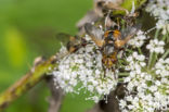 Tachina fera