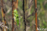 Grote groene sabelsprinkhaan (Tettigonia viridissima)