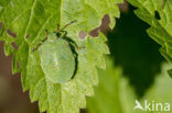 Green shieldbug (Palomena prasina)