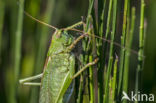 Grote groene sabelsprinkhaan (Tettigonia viridissima)