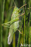 Great Green Bush-cricket (Tettigonia viridissima)