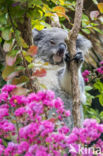 Koala (Phascolarctos cinereus)