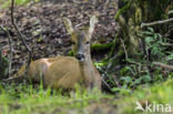 Roe Deer (Capreolus capreolus)