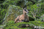 Pyrenean chamois (Rupicapra pyrenaica)