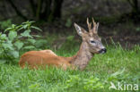 Roe Deer (Capreolus capreolus)