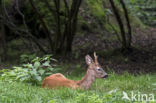 Roe Deer (Capreolus capreolus)