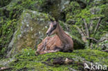 Pyrenean chamois (Rupicapra pyrenaica)