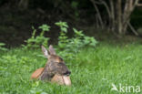 Roe Deer (Capreolus capreolus)