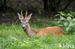 Roe Deer (Capreolus capreolus)