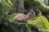 Pyrenean chamois (Rupicapra pyrenaica)