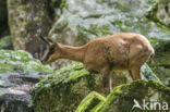 Pyrenean chamois (Rupicapra pyrenaica)