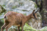 Pyrenean chamois (Rupicapra pyrenaica)