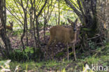 Roe Deer (Capreolus capreolus)