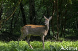 Roe Deer (Capreolus capreolus)