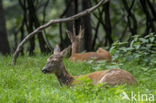 Roe Deer (Capreolus capreolus)