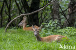 Roe Deer (Capreolus capreolus)