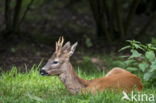 Roe Deer (Capreolus capreolus)