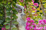 Koala (Phascolarctos cinereus)