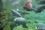 Trichechus manatus