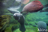 American Manatee